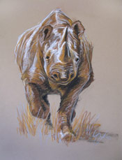 Jenny Groenewald